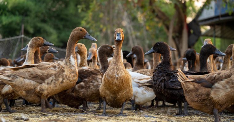 Illustration de l'article Influenza aviaire : l’heure des indemnisations