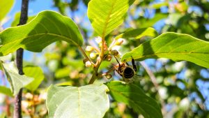 Abeille sur fleur de bourdaine, apiculture
