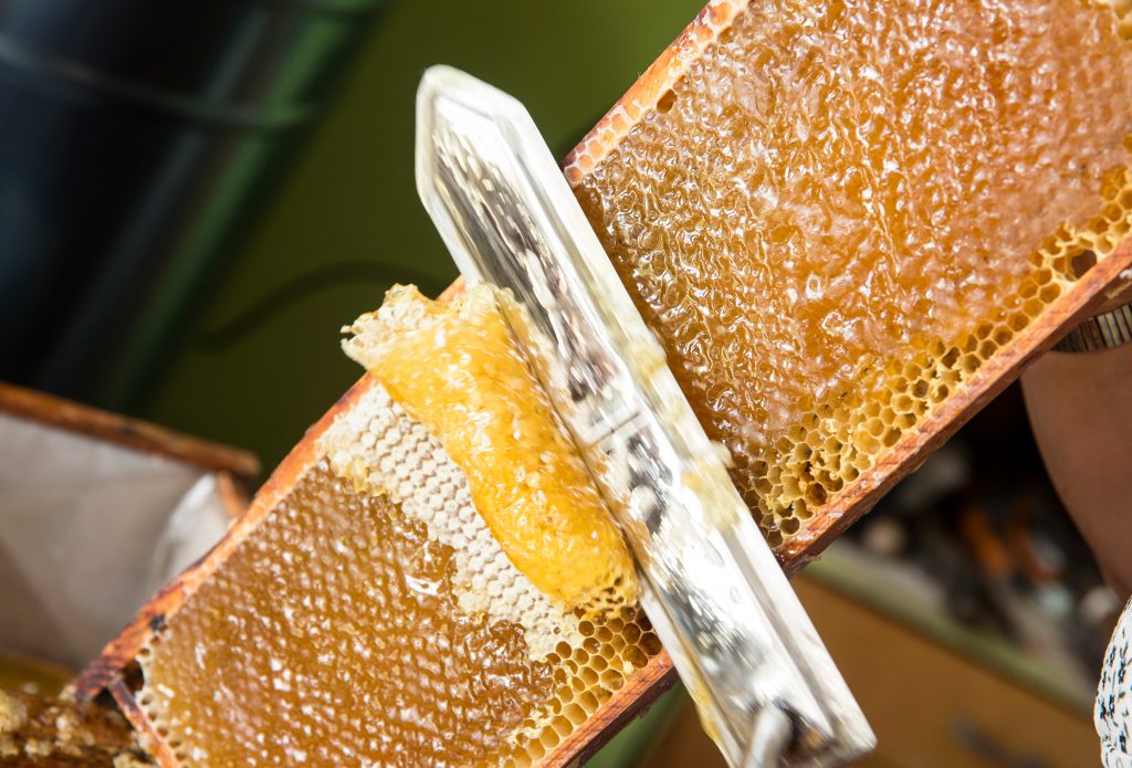 Extraction du miel, apiculture