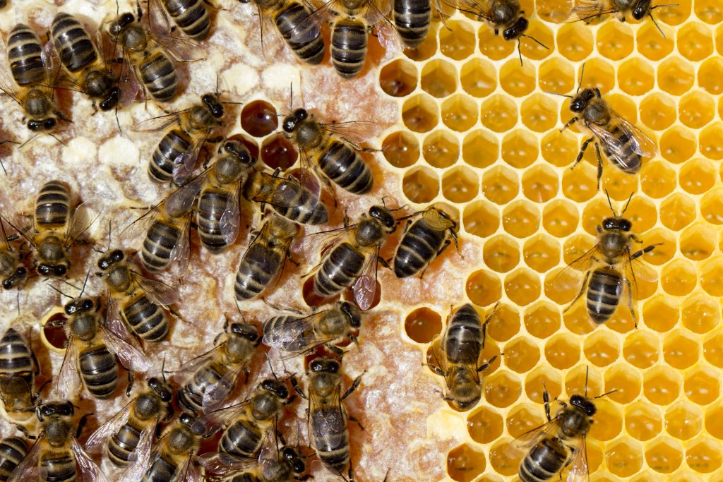 Abeilles, apiculture