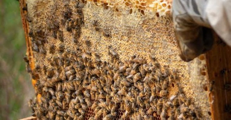 Illustration de l'article Apis Mellona : le miel de la vie