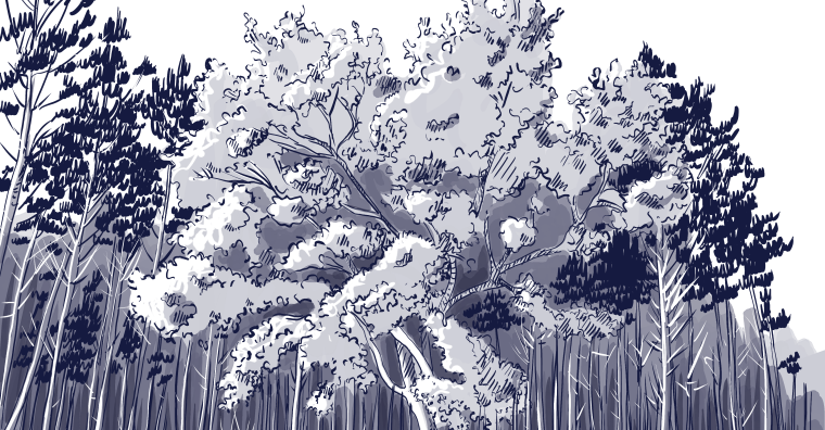 Illustration de l'article Environnement – Le Parc régional des Landes de Gascogne présente son Plan de paysage
