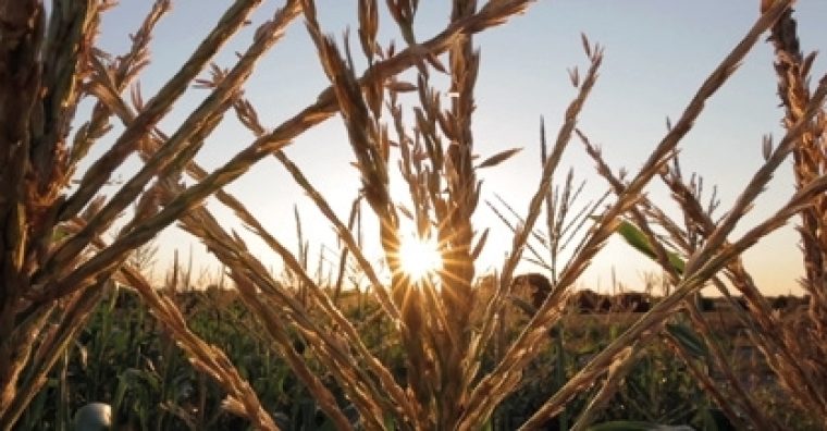 Illustration de l'article Agroalimentaire – Géant Vert fête ses 50 ans dans les Landes