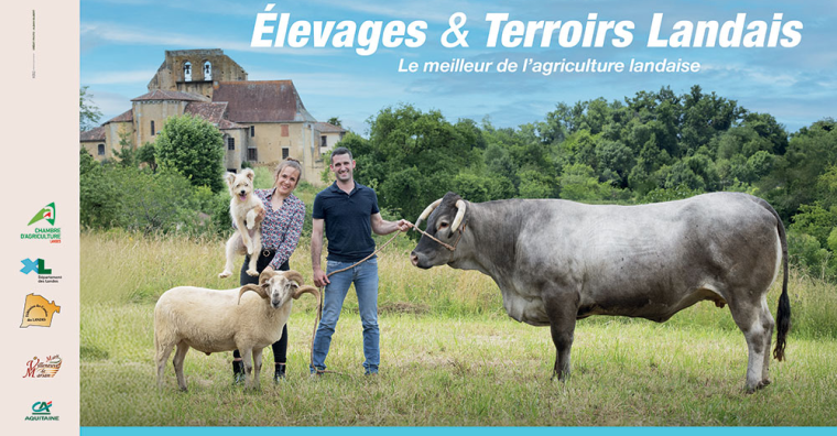 Illustration de l'article Agriculture – Le fleuron de l’élevage landais a rendez-vous à Villeneuve-de-Marsan