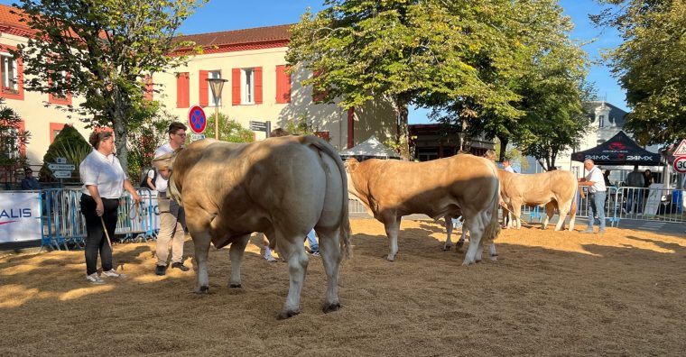 Illustration de l'article Agriculture – Des aides d’urgence pour les éleveurs d’herbivores