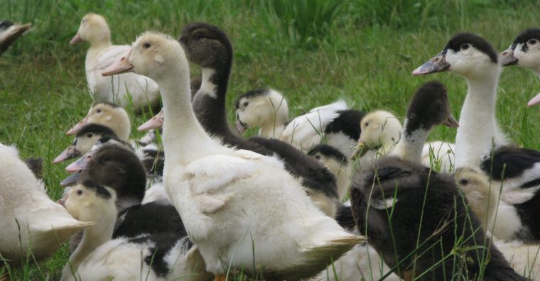 Illustration de l'article Influenza aviaire – le Département des Landes prend en charge la troisième dose de vaccination des canards 
