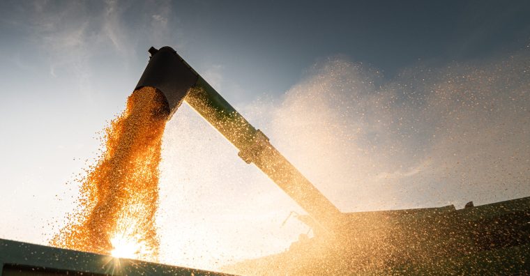 Illustration de l'article Agriculture – Euralis : récolte de maïs historiquement basse