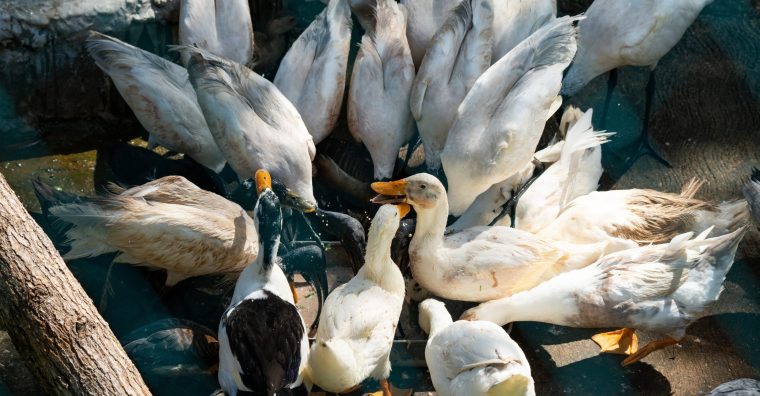 Illustration de l'article Agroalimentaire – Le Grenier des gastronomes ouvre ses portes à l’emploi, le 6 novembre