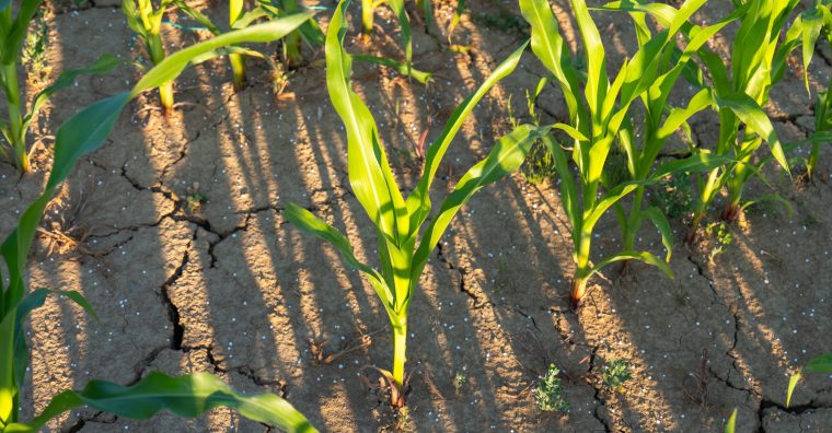 Illustration de l'article Agriculture – Une cellule d’appui pour les exploitations fragilisées par les aléas climatiques