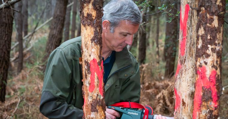 Illustration de l'article Nématode du pin – La préfecture appelle à signaler les résineux dépérissant