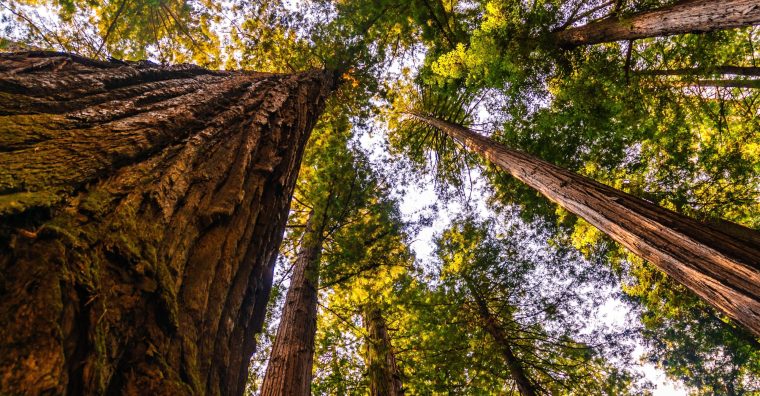 Illustration de l'article Sciences du bois : la recherche ne manque pas de sève