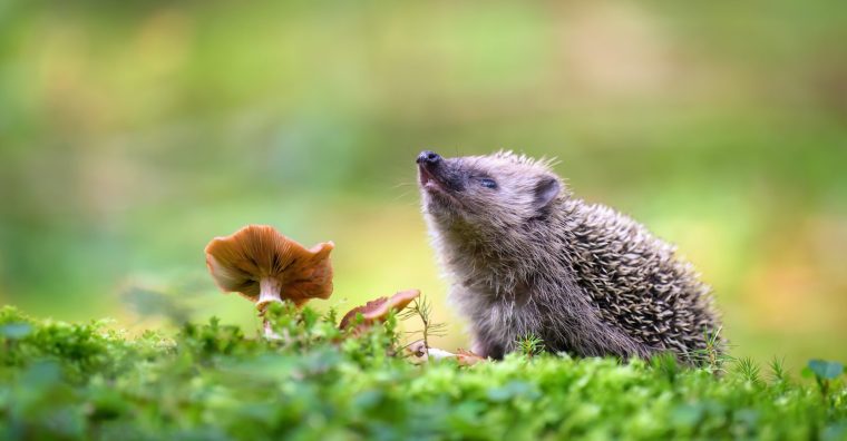Illustration de l'article Nature – Opération de recensement des hérissons d’Europe