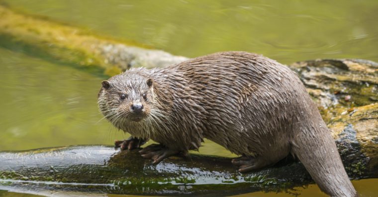 Illustration de l'article Influenza aviaire – Un cas détecté sur une loutre dans les Landes 