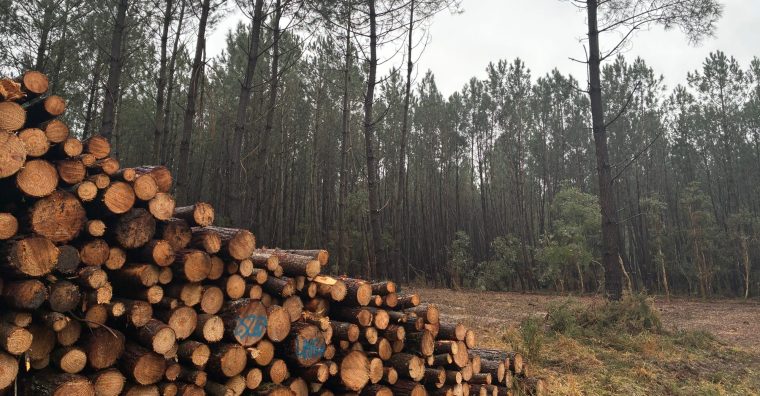 Illustration de l'article Nématode du pin à Seignosse – L&rsquo;État finance la lutte obligatoire