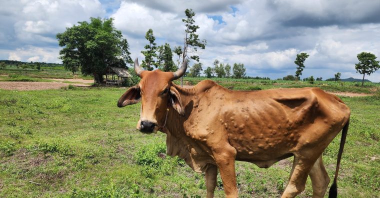 Illustration de l'article Dermatose nodulaire : fonds d&rsquo;urgence de l’État pour soutenir les éleveurs