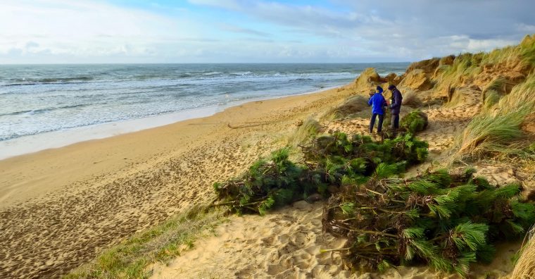 Illustration de l'article Nématode du pin – Les sapins de Noël interdits sur les dunes du sud des Landes