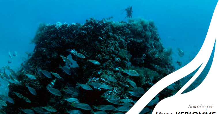 Illustration de l'article Environnement – Atlantique Landes Récifs, 30 ans d&rsquo;engagement en faveur de la biodiversité marine fêtés le 6 juin