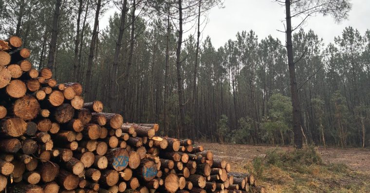 Illustration de l'article Nématode du pin : une nouvelle détection à Angresse