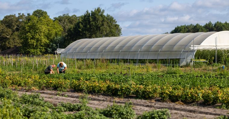 Illustration de l'article Maraîchage – Portes ouvertes à l&rsquo;Etal 40 de Magescq