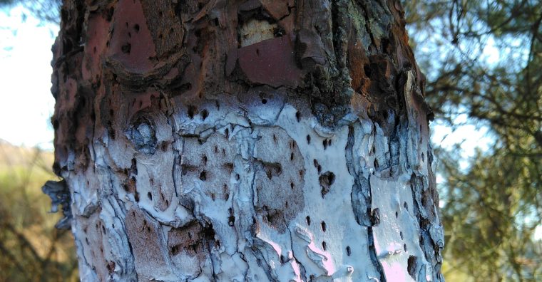 Illustration de l'article Nématode du pin – Un nouvel arrêté préfectoral renforce les mesures dans les Landes