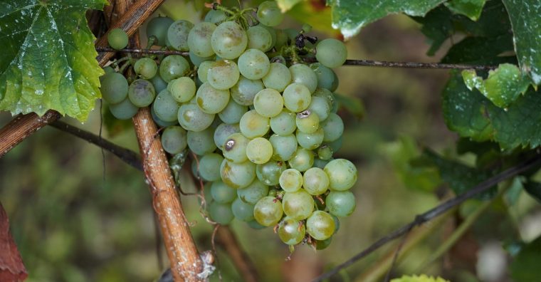 Illustration de l'article Région – Viticulture – Naissance des Vignerons du Piémont pyrénéen et de Gascogne