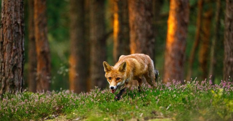 Illustration de l'article Recherche – Appel à témoins de chasseurs et habitués des Cercles de Gascogne pour mémoires universitaires