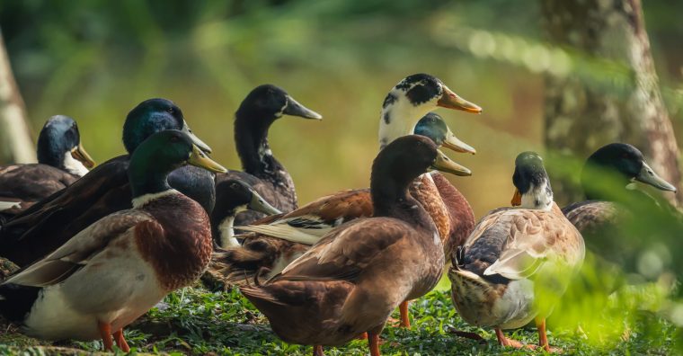 Illustration de l'article Tourisme – Six itinéraires autour du foie gras