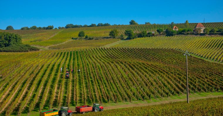 Illustration de l'article Région – Viticulture : Plaimont crée un fonds destiné à la sauvegarde des cépages oubliés