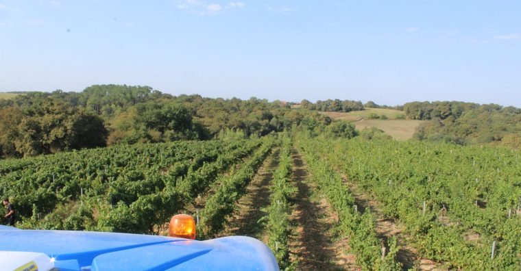Illustration de l'article Vignerons Landais : vendanges précoces et prometteuses