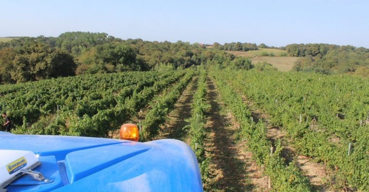 Illustration de l'article Vignerons Landais : vendanges précoces et prometteuses