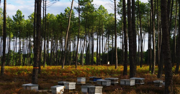 Illustration de l'article Région — Incendies — L’apiculture fortement impactée