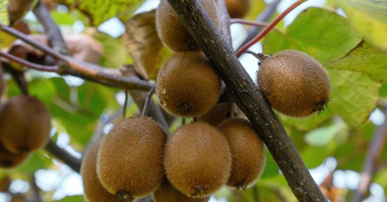 Illustration de l'article Intempéries – La filière kiwi lourdement touchée