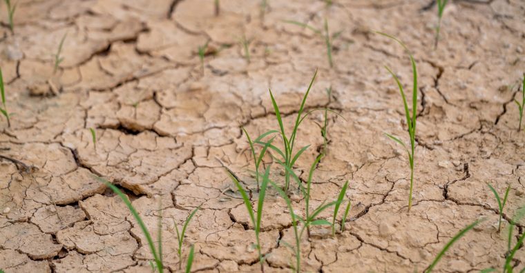 Illustration de l'article Sécheresse — Carrefour annonce un plan d’urgence pour les filières agricoles