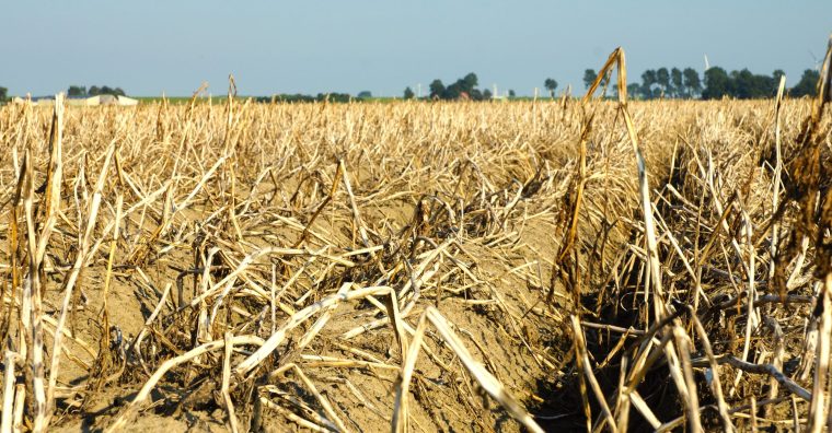Illustration de l'article Agriculture – Sécheresse : le Département prépare un nouveau plan fourrage