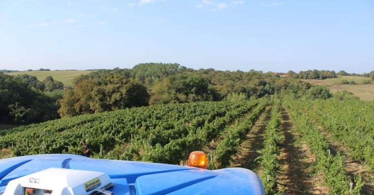 Illustration de l'article Vignerons Landais – Vendanges précoces et prometteuses