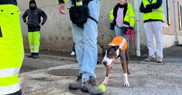 Le Sydec ,l'association Dog des Eaux